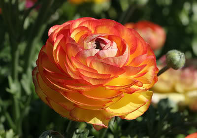 گل آلاله پُرپَر